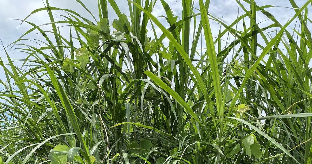 Grass Can Be So Much More Than a Lawn Scratch First